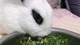 吃瓜质检员,揭秘食品安全背后的神秘力量