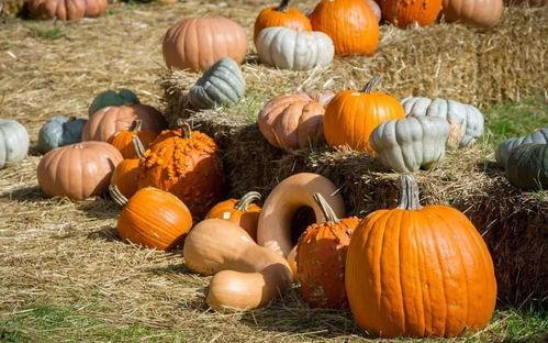 吃瓜的征兆,揭秘吃瓜征兆背后的秘密