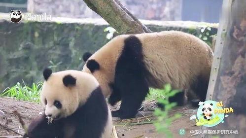 熊猫宝宝吃瓜,熊猫宝宝欢乐瓜趣时光