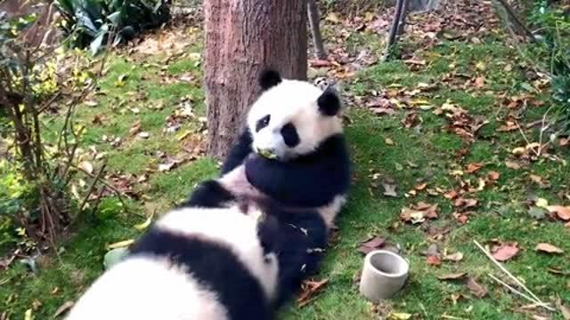 熊猫宝宝吃瓜,熊猫宝宝欢乐瓜趣时光