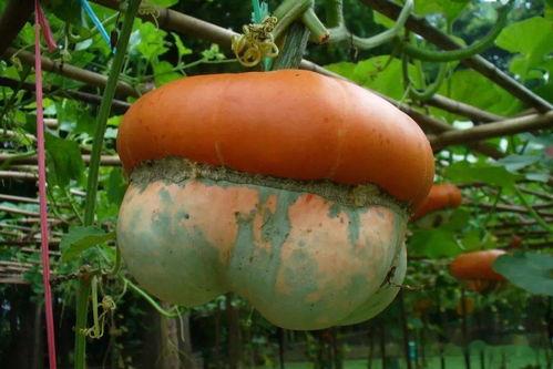 笋瓜吃瓜,一场别开生面的夏日盛宴