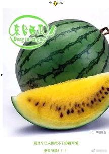 吃瓜集合封面,一场视觉盛宴的狂欢之旅