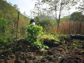 来凤龙山吃瓜,夏日消暑吃瓜，体验地道乡村风情