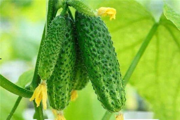 小瓜怎么吃最好,解锁最佳食用方法