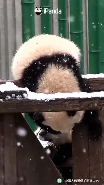 吃瓜小熊暗恋,吃瓜小熊的心动之旅