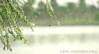 柳絮吃瓜,一场别开生面的夏日盛宴