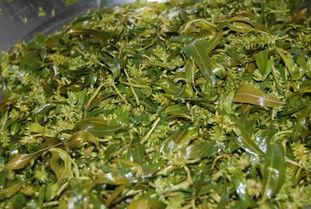 柳絮吃瓜,一场别开生面的夏日盛宴