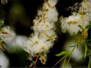 柳絮吃瓜,一场别开生面的夏日盛宴