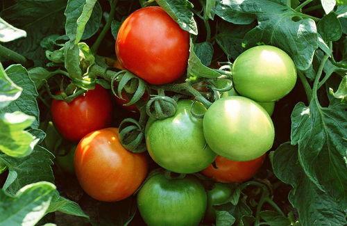 番茄古代吃瓜系统,揭秘古代农业与饮食文化的奇妙融合