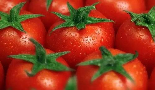 番茄古代吃瓜系统,揭秘古代农业与饮食文化的奇妙融合