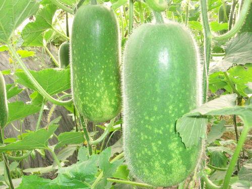 63888626吃瓜,揭秘63888626吃瓜背后的故事