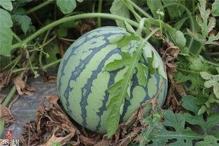 吃以前的瓜,那些年我们吃过的“瓜”