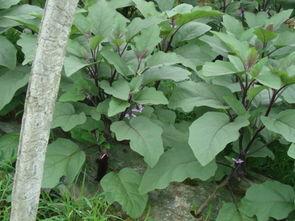 绿茄瓜怎么吃,探索健康美味的烹饪新境界