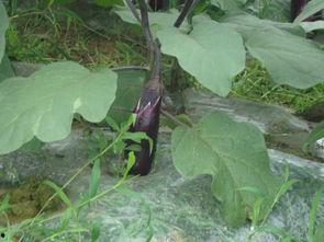 绿茄瓜怎么吃,探索健康美味的烹饪新境界