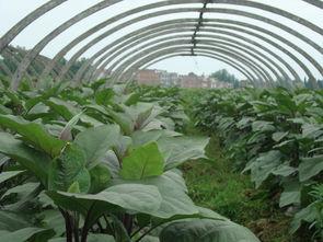 绿茄瓜怎么吃,探索健康美味的烹饪新境界