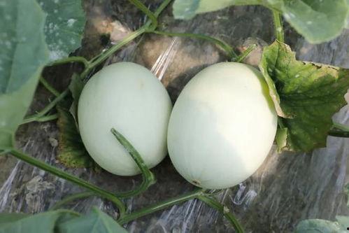 冠心病人可以吃玉菇瓜吗,冠心病患者适宜食用玉菇瓜的饮食建议