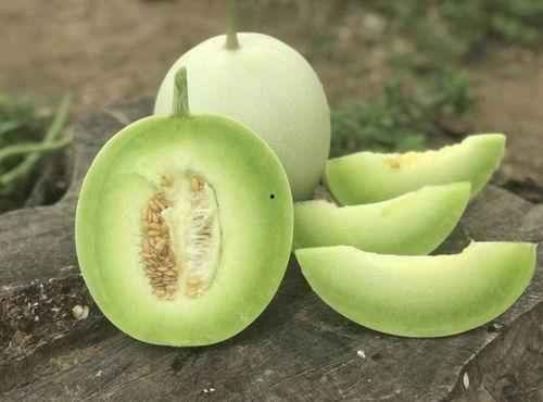 冠心病人可以吃玉菇瓜吗,冠心病患者适宜食用玉菇瓜的饮食建议