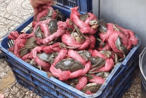 越南老表吃瓜视频大全,趣味横生的本土文化盛宴