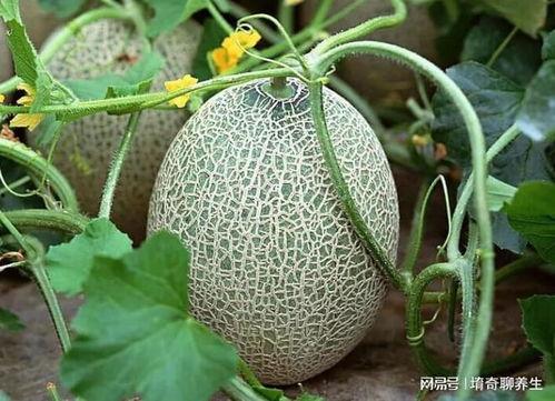 糖尿病可以吃哈密瓜