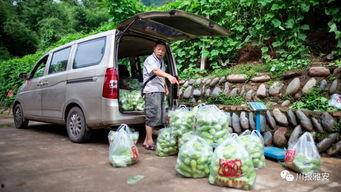 雅安川农吃瓜,一场别开生面的“吃瓜”盛宴
