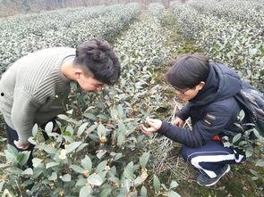 雅安川农吃瓜,一场别开生面的“吃瓜”盛宴