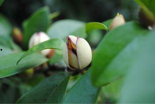 林子苒吃瓜,揭秘娱乐圈幕后故事