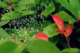 小暑吃五瓜,夏日消暑五瓜盛宴