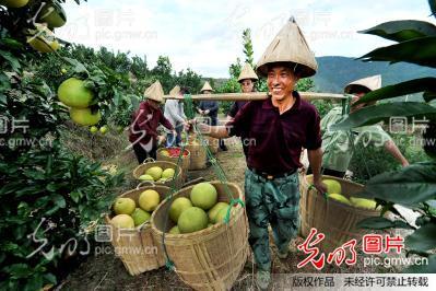 广丰区吃瓜,瓜果飘香，品味夏日田园风情