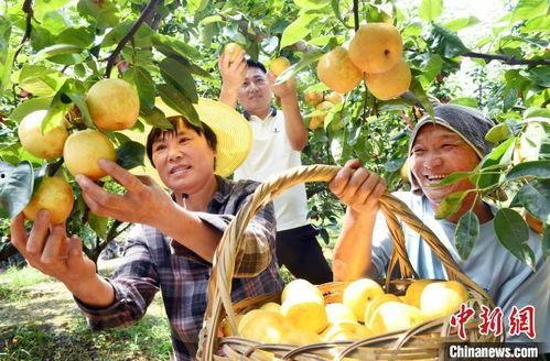广丰区吃瓜,瓜果飘香，品味夏日田园风情